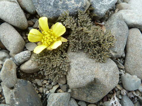 Image de Ranunculus crithmifolius Hook. fil.