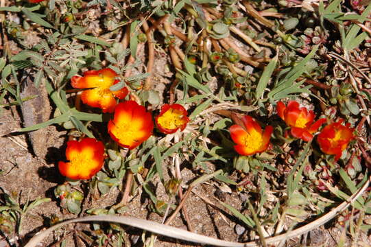 Image of Portulaca fulgens Griseb.