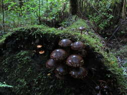 Image of Hypholoma brunneum (Massee) D. A. Reid 1956