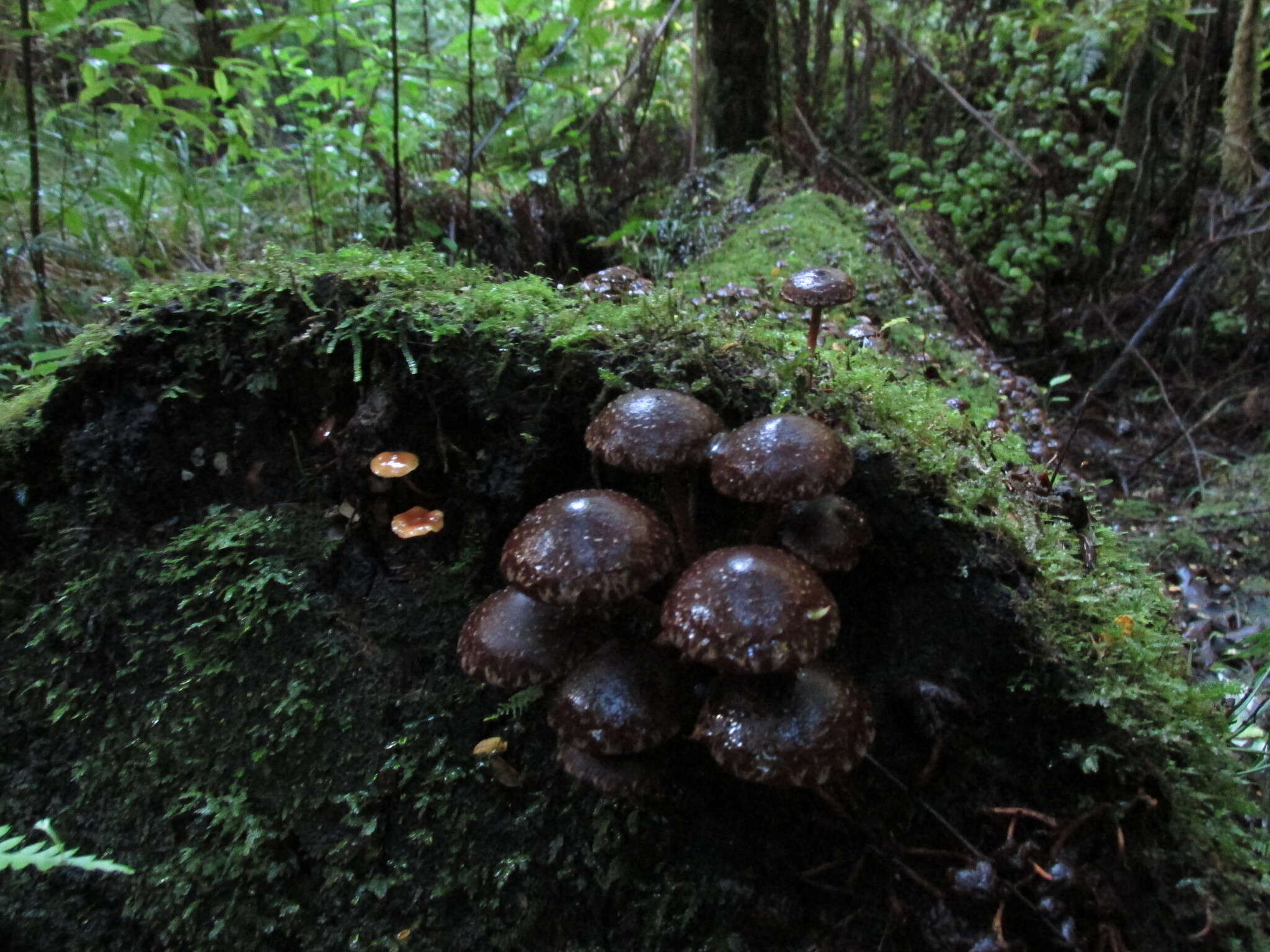 Image of Hypholoma brunneum (Massee) D. A. Reid 1956