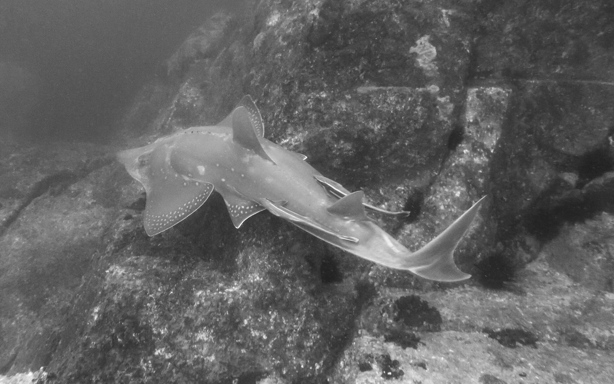 Image of White-spotted Guitarfish