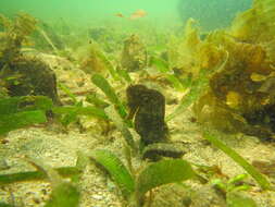 Image of Common seahorse