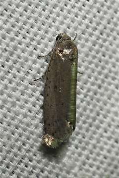 Image of Mimosa Webworm Moth