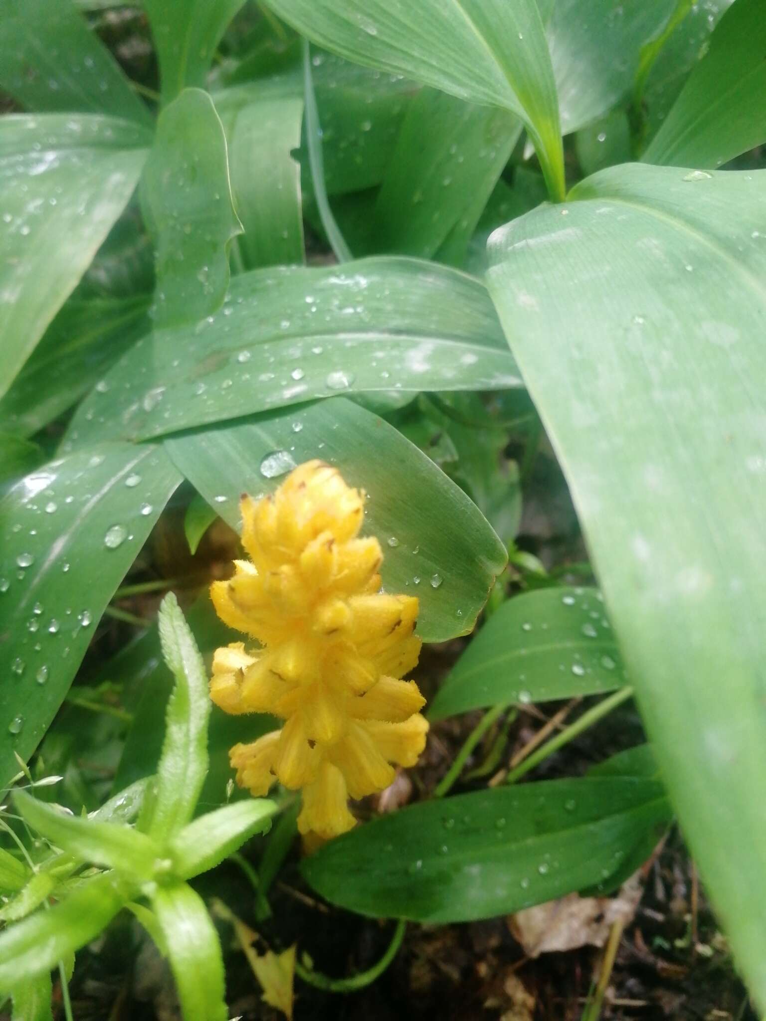 Imagem de Orobanche rubi Duby