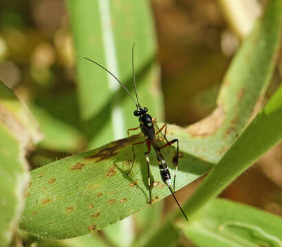 Image of Leptobatopsis