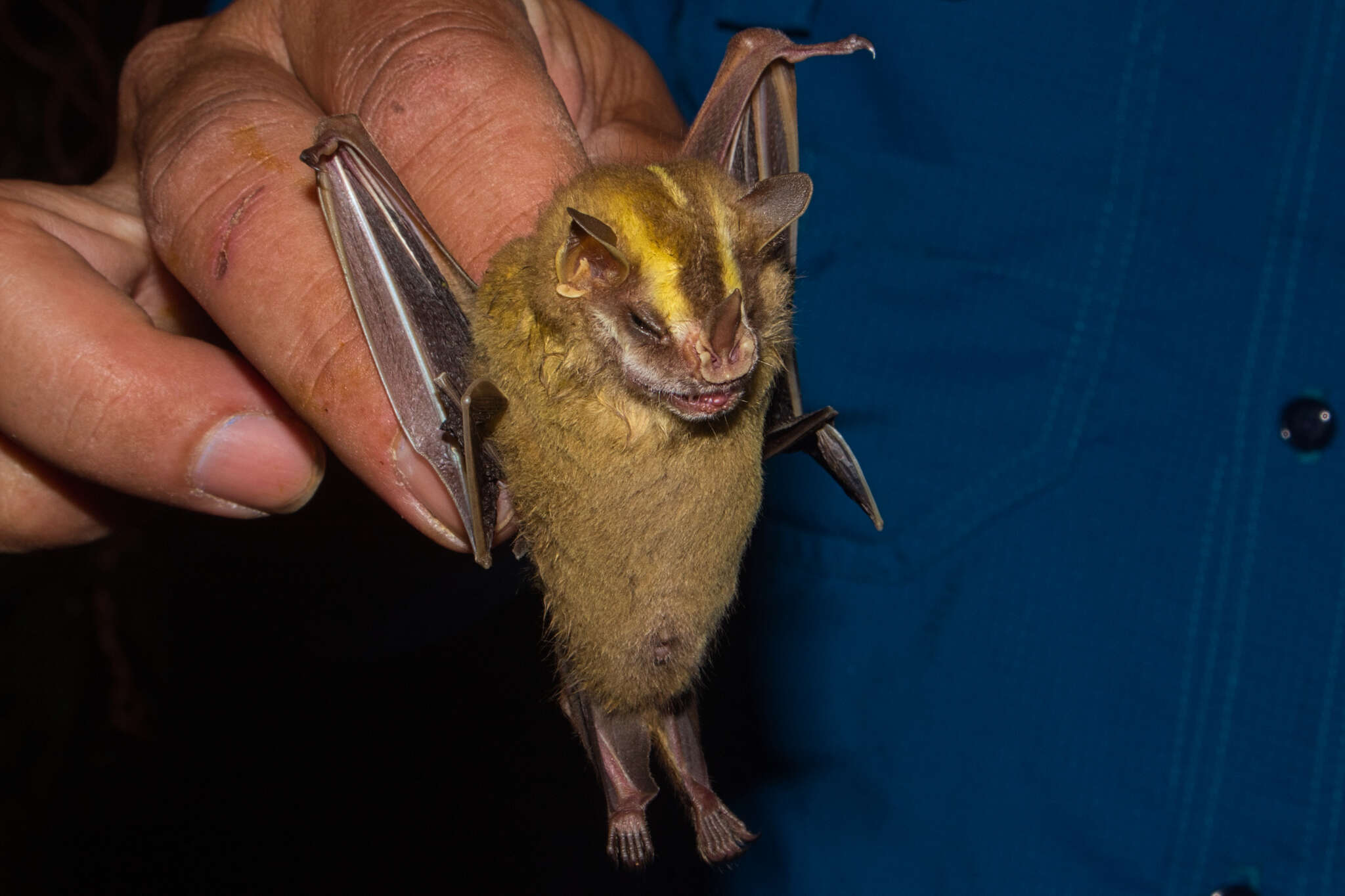 Image of Heller's Broad-nosed Bat