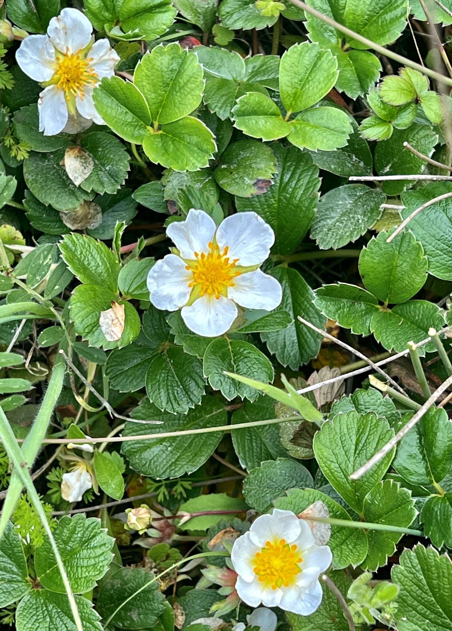 Image of Pacific beach strawberry