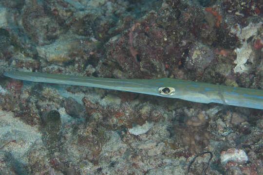 Image of Bluespotted cornetfish