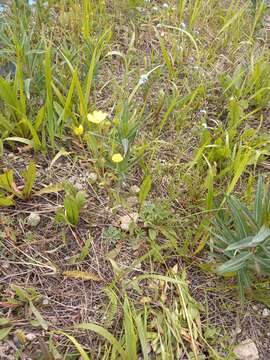 Image of stipulated cinquefoil