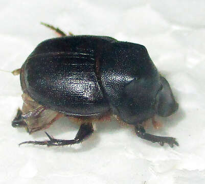 Слика од Onthophagus bayeri Balthasar 1942