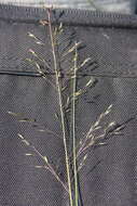 Image of prairie dropseed