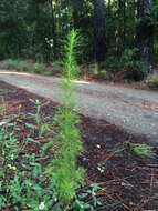 Eupatorium capillifolium (Lam.) Small的圖片