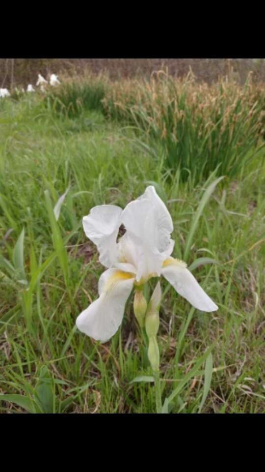 Image of Iris albicans Lange