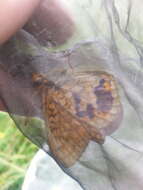 Euphydryas aurinia provincialis (Boisduval 1828)的圖片