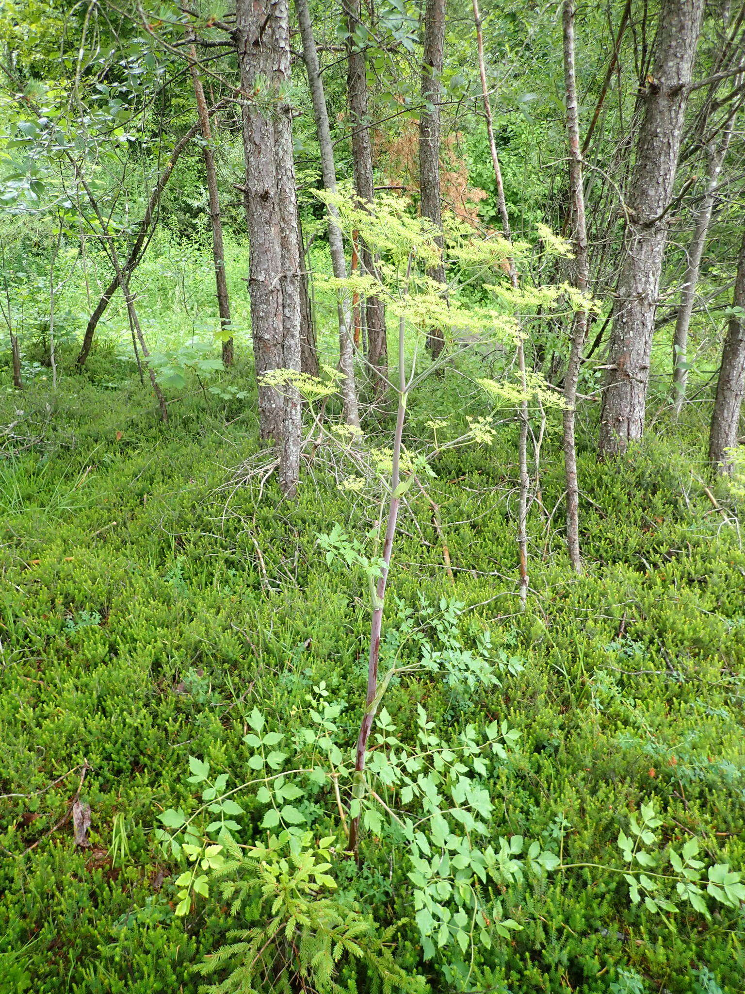 Image of Tommasinia verticillaris (Mill.) Bertol.