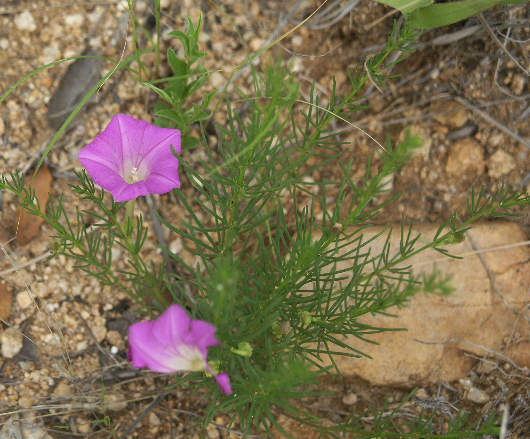 Plancia ëd Ipomoea capillacea (Kunth) G. Don