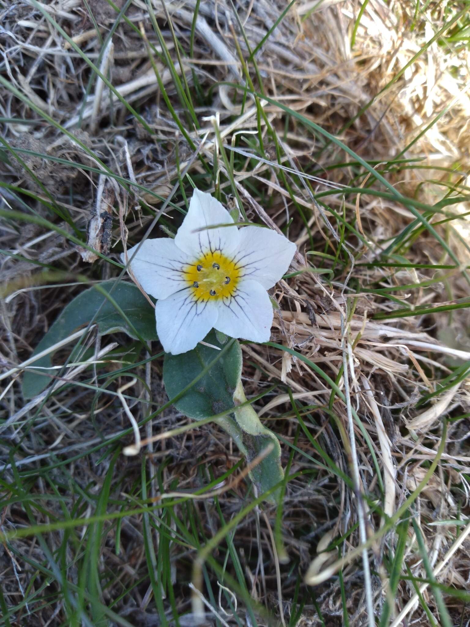 Слика од Hesperochiron pumilus (Griseb.) Porter