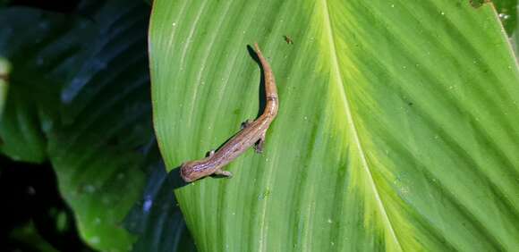 Image of Bolitoglossa peruviana (Boulenger 1883)