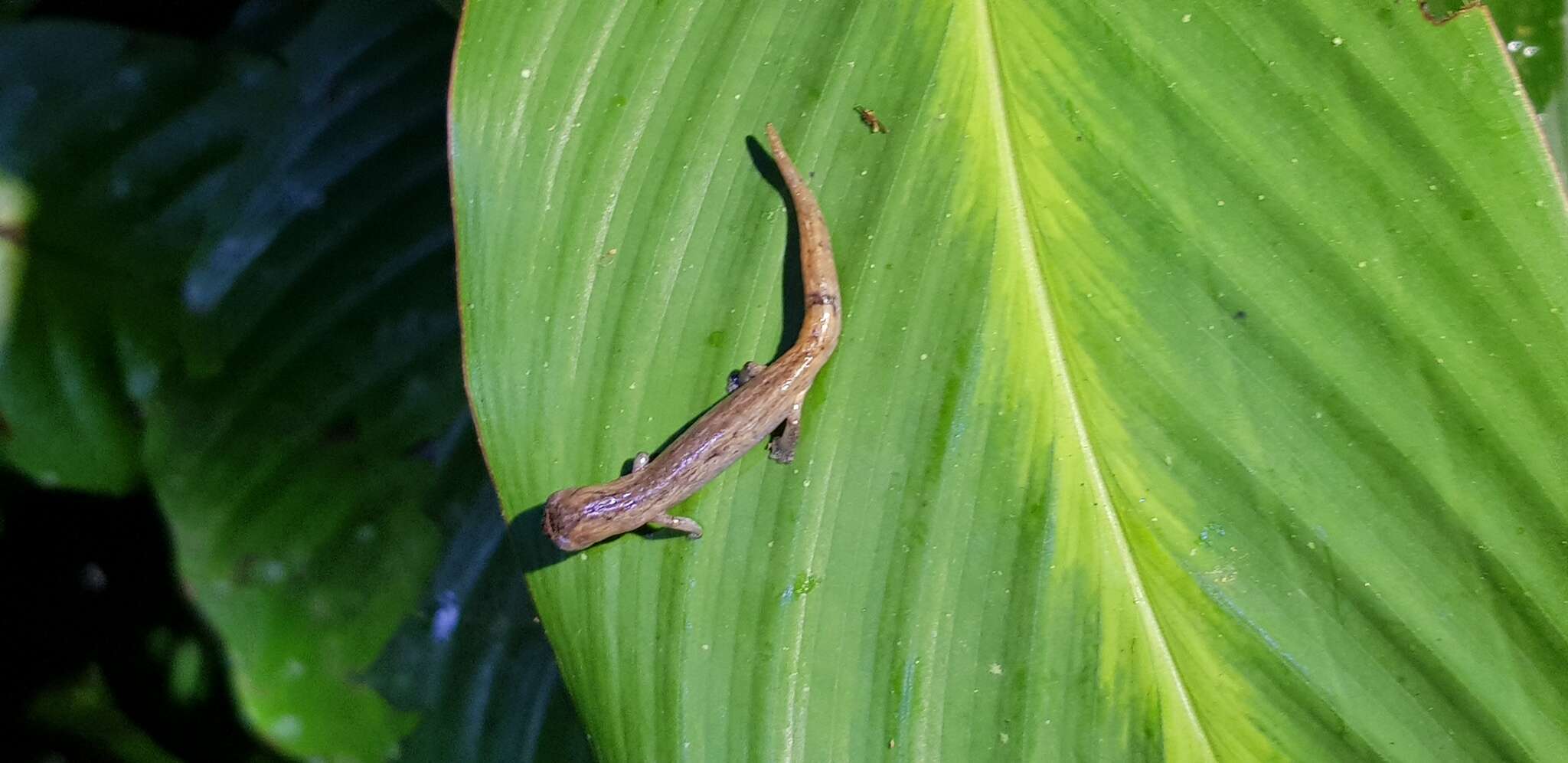 Image of Bolitoglossa peruviana (Boulenger 1883)