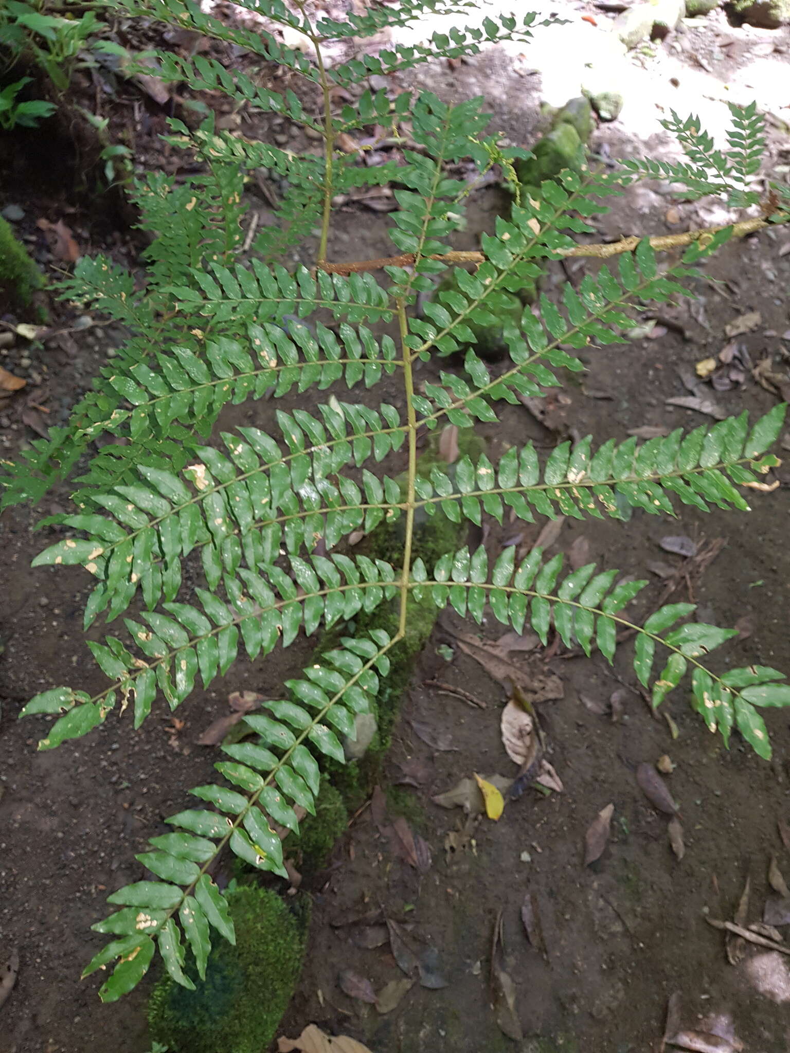 Image de Cojoba costaricensis Britton & Rose