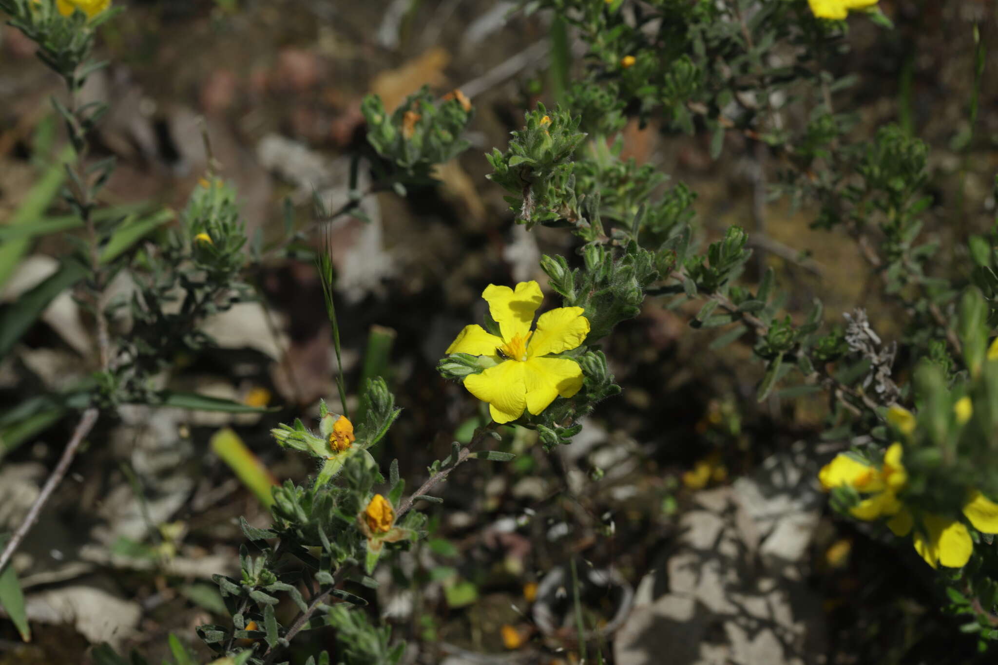 Image of Hibbertia crinita H. R. Toelken