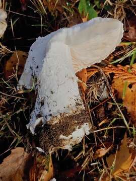 Image of Amanita silvicola Kauffman 1926