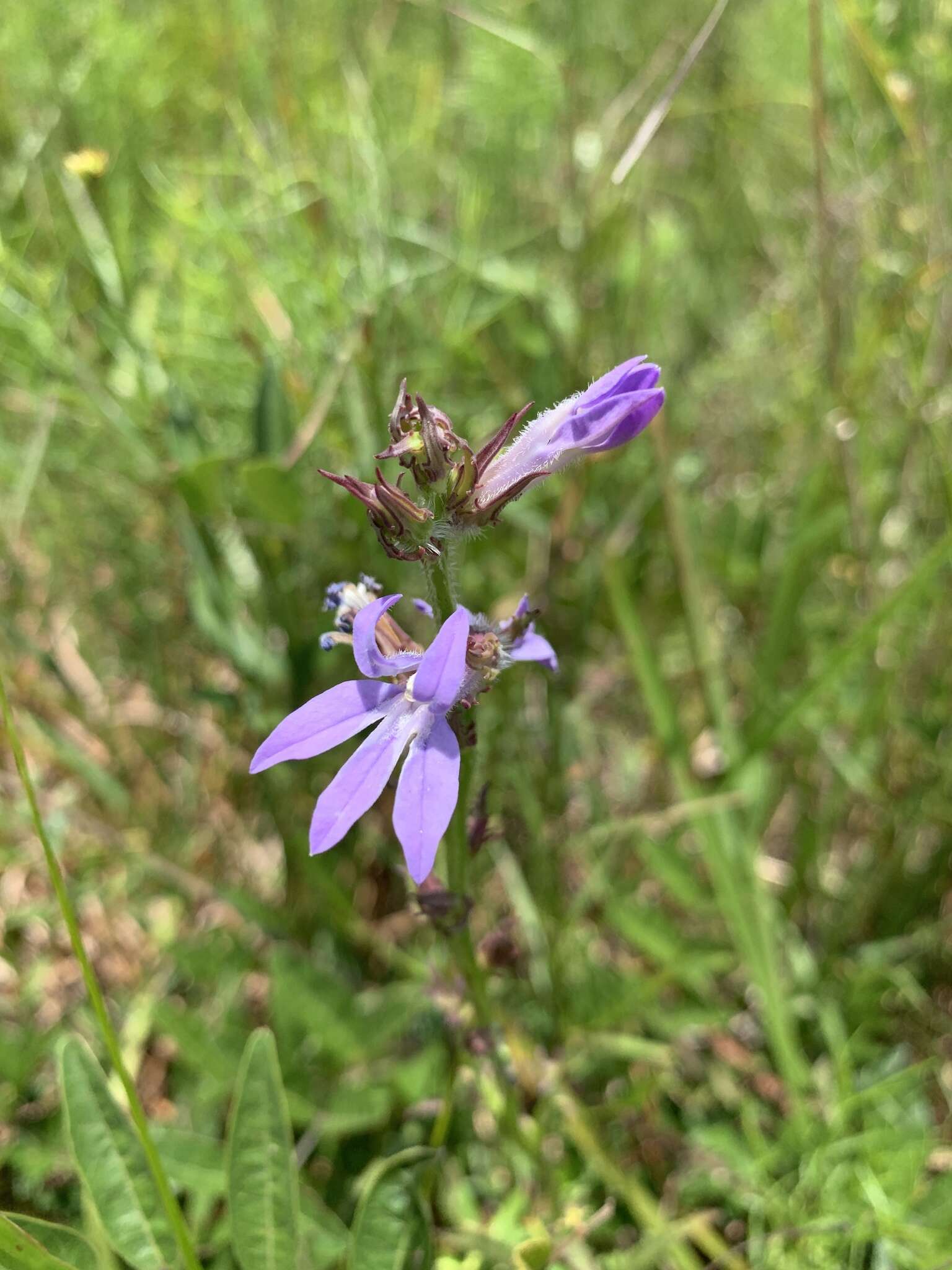 Plancia ëd Lobelia glandulosa Walter