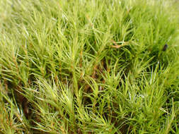 Image of Howell's dicranum moss