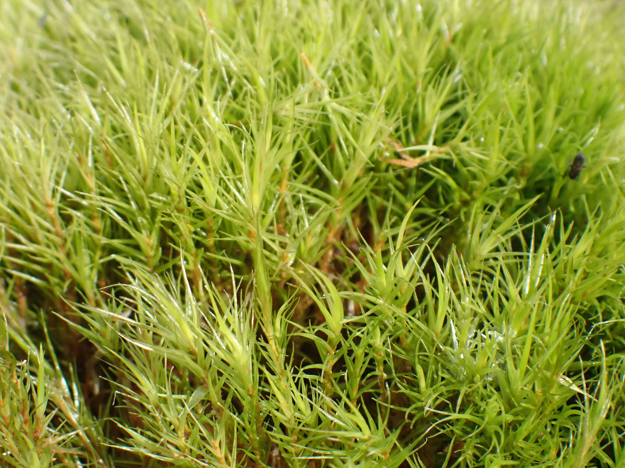 Image of Howell's dicranum moss