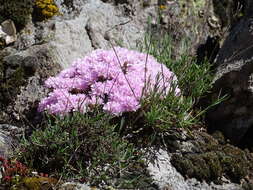 Image of Armeria caespitosa (Ortega) Boiss.