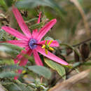 Plancia ëd Passiflora buchtienii Killip