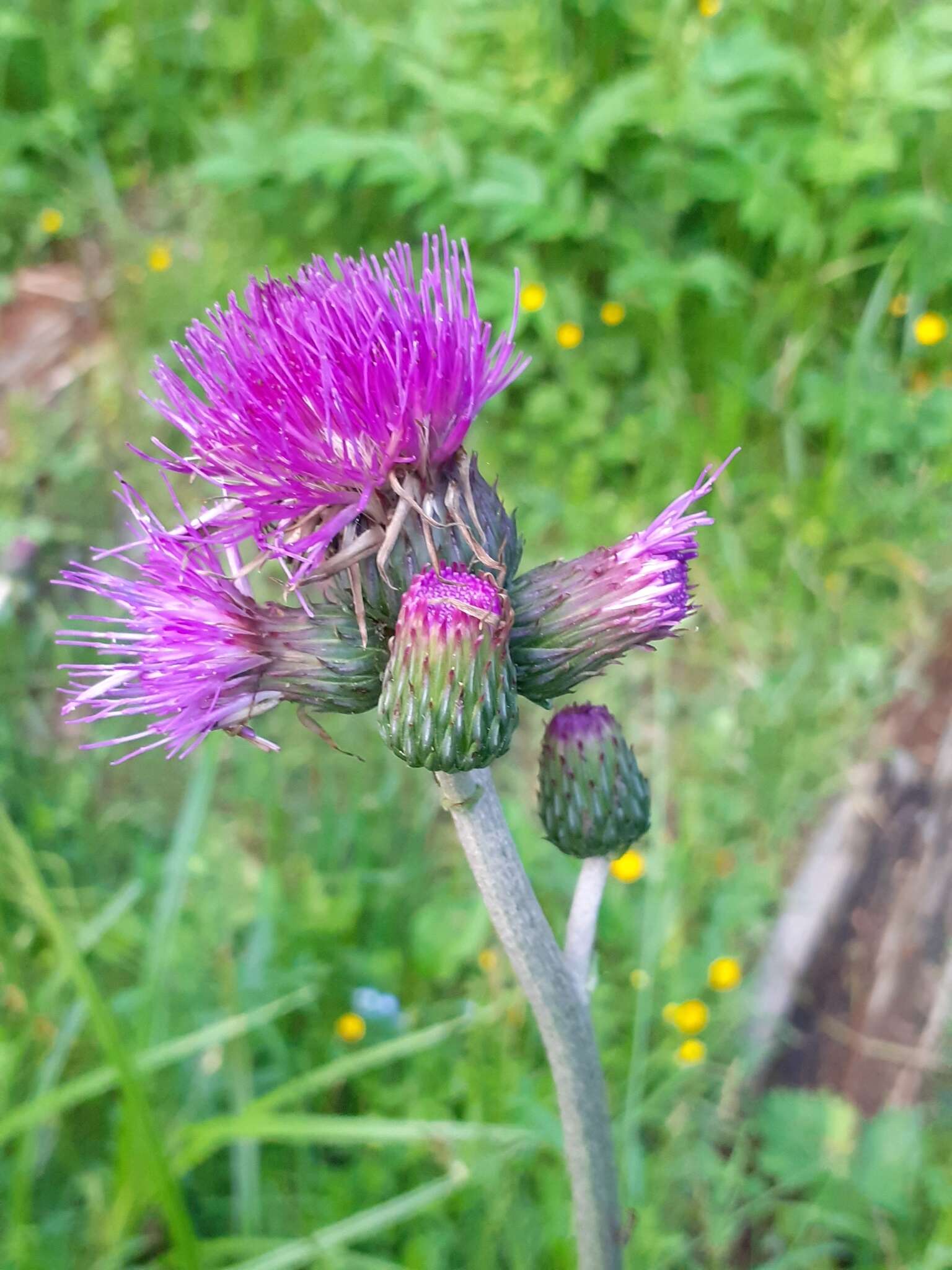 Image of Brook Thistle