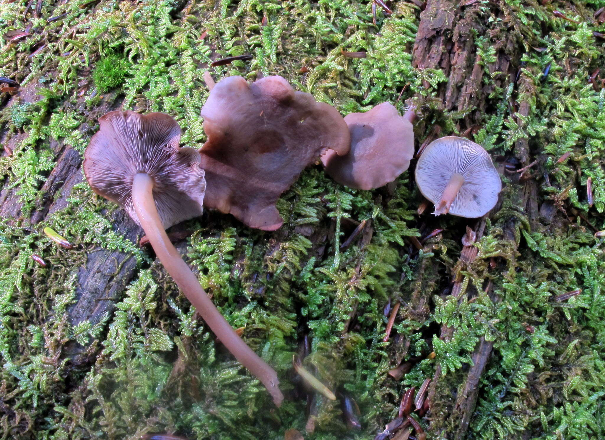 Image of Baeospora myriadophylla (Peck) Singer 1938