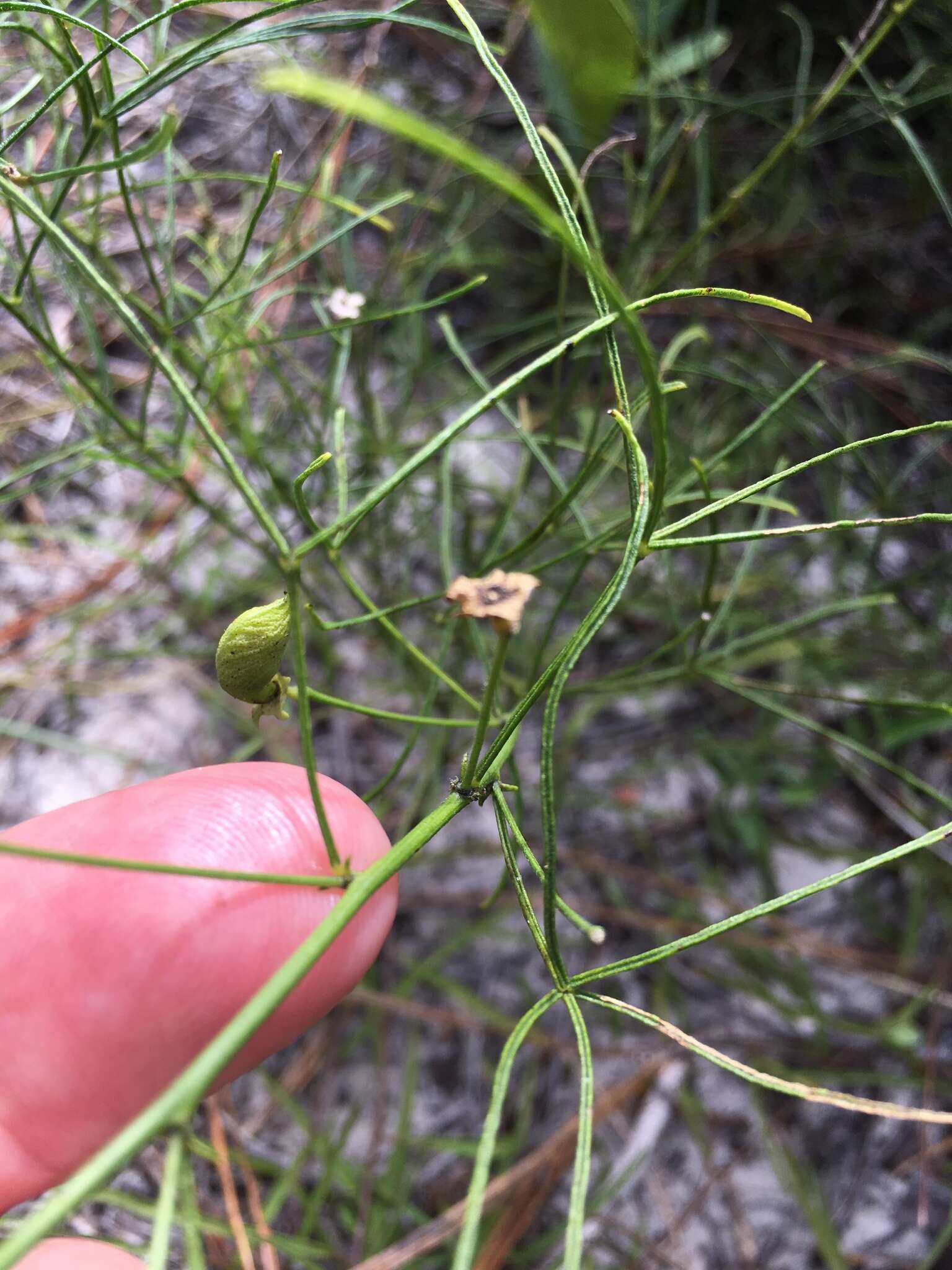 Imagem de Psoralea lupinella Michx.