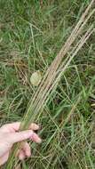 Image of Catstail dropseed