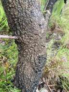 Image of northern banksia