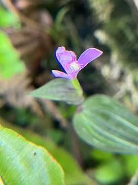 Image of Hernando County Noddingcaps