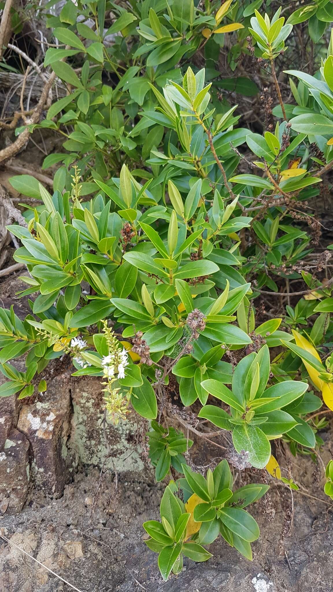 Image of Veronica bollonsii Cockayne