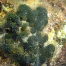 Image of Codium coralloides