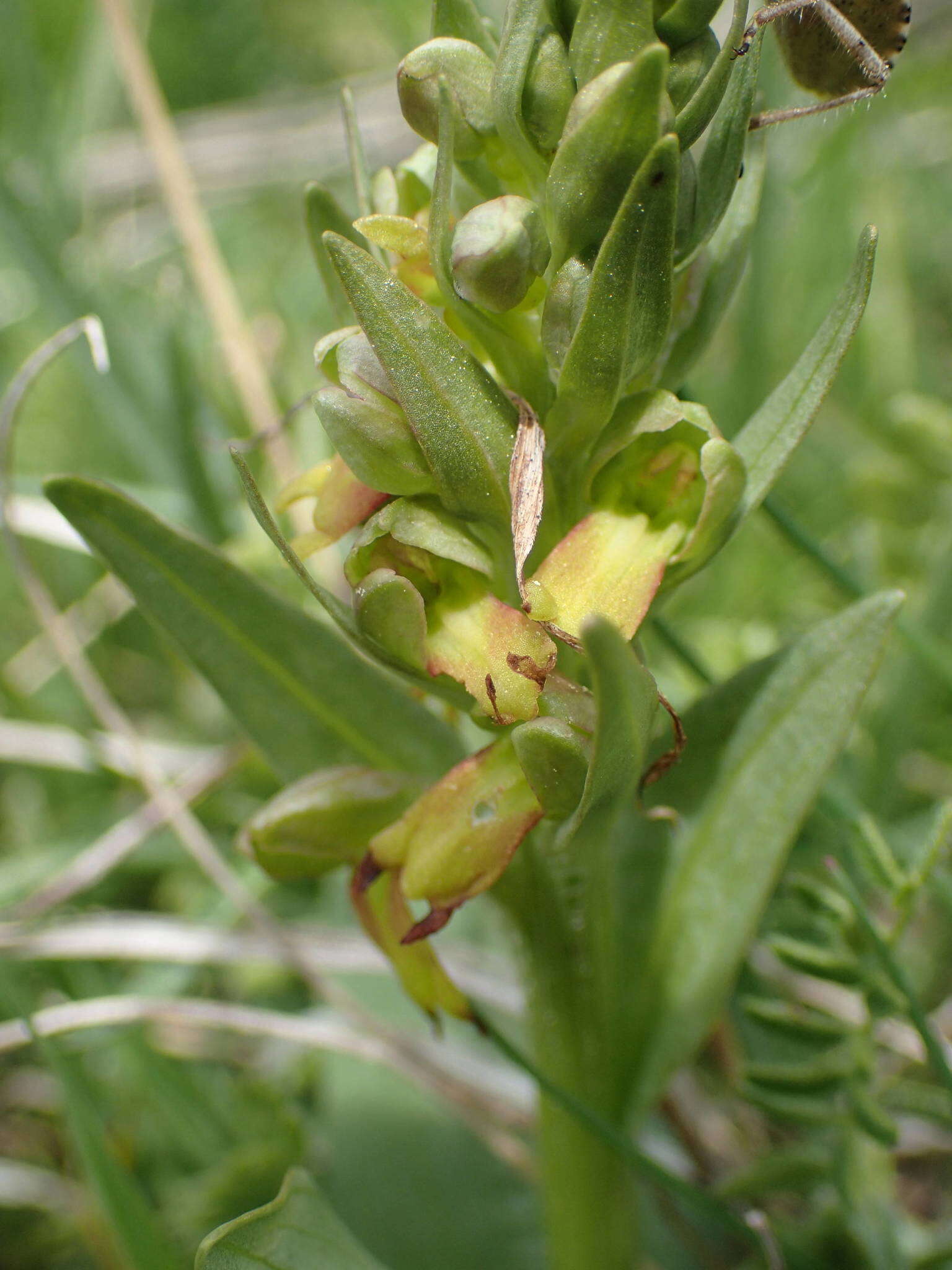 Image of Dactylorhiza viridis var. viridis