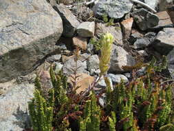 Image de Polystic de Lemmon