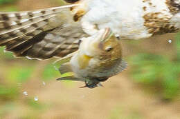 Image of Chilwa tilapia