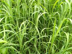 Image of southern cutgrass