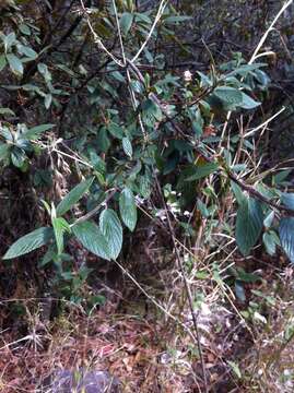 Image of Ceanothus caeruleus Lag.