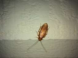 Image of Virginia Wood Cockroach