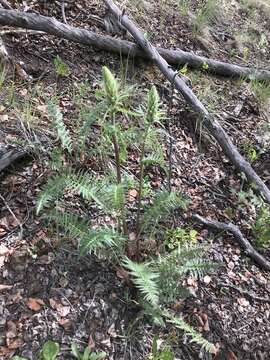 Image of Giant Lousewort