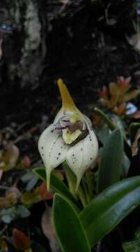 Image of Masdevallia coriacea Lindl.