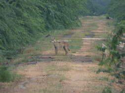 Image of Indian Wolf