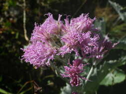 Image of Adenostyles leucophylla (Willd.) Rchb.