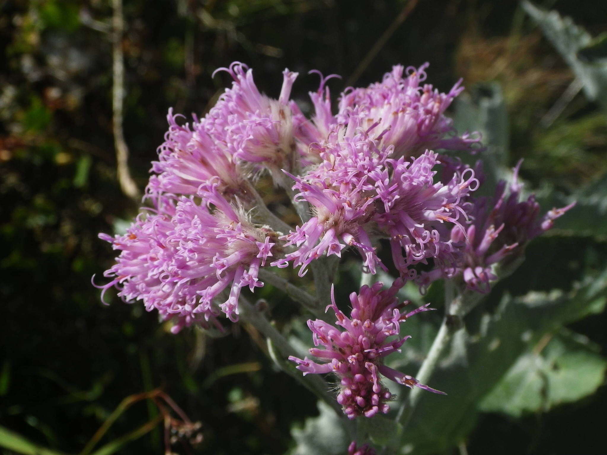 Image de Adenostyles leucophylla (Willd.) Rchb.